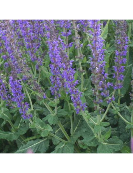Sauge des bois - Salvia Nemorosa Mainacht