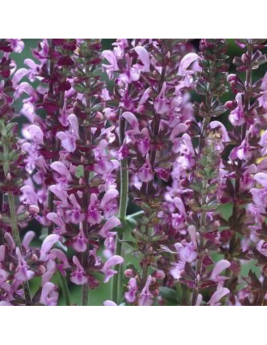 Sauge des bois - Salvia Nemorosa Rose Queen