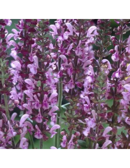 Sauge des bois - Salvia Nemorosa Rose Queen