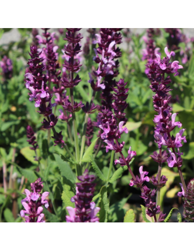 Sauge des bois - Salvia Nemorosa Rose Queen