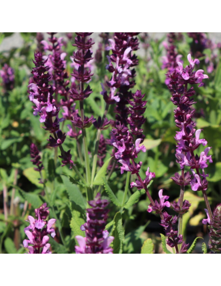 Sauge des bois - Salvia Nemorosa Rose Queen