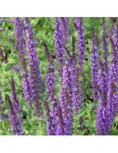 Sauge des bois - Salvia Nemorosa Blaukonigin