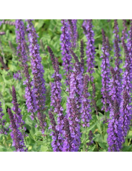 Sauge des bois - Salvia Nemorosa Blaukonigin