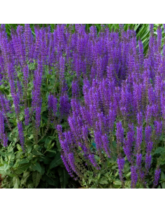 Sauge des bois - Salvia Nemorosa Blaukonigin 2