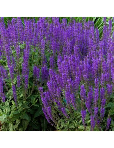 Sauge des bois - Salvia Nemorosa Blaukonigin
