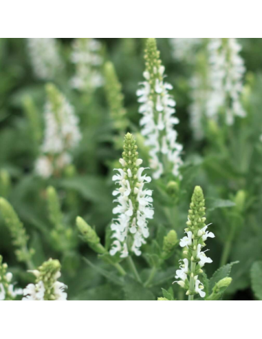 Sauge des bois - Salvia Nemorosa Snow Hill