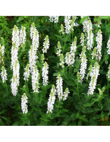Sauge des bois - Salvia Nemorosa Snow Hill
