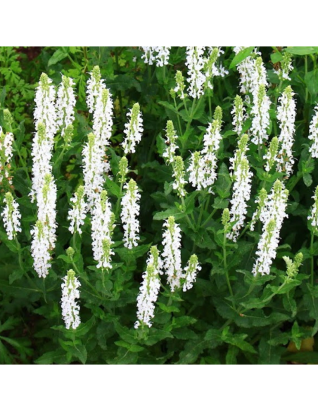 Sauge des bois - Salvia Nemorosa Snow Hill