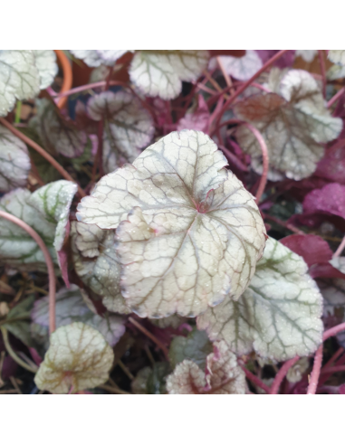 Heuchère hybride silver scrolls