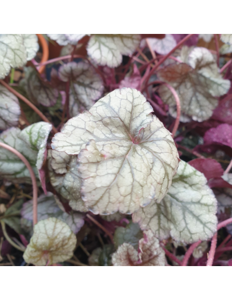 Heuchère hybride silver scrolls