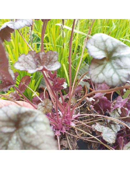 Heuchère hybride silver scrolls