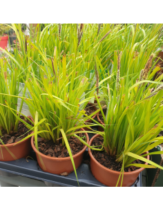 Laîche dorée - Carex Elata Aurea