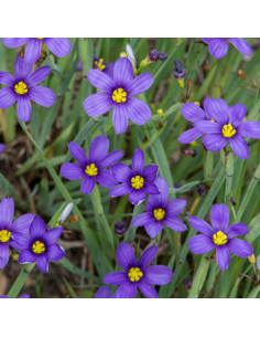 Bermudienne à feuilles étroites Lucerne - Sisyrinchium...