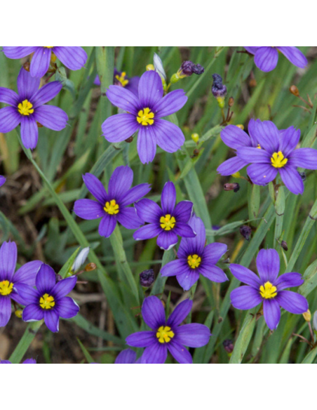 Bermudienne à feuilles étroites Lucerne - Sisyrinchium Hyb. Lucerne