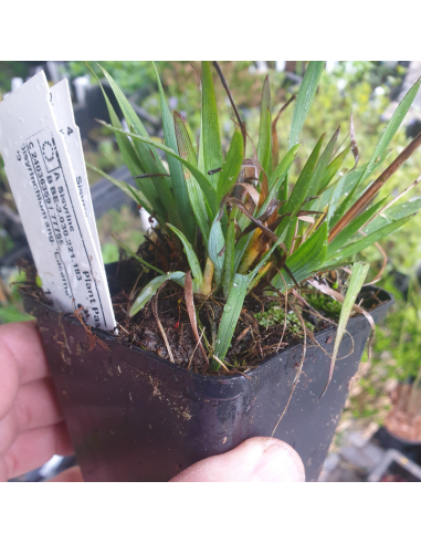 Bermudienne à feuilles étroites Lucerne -...