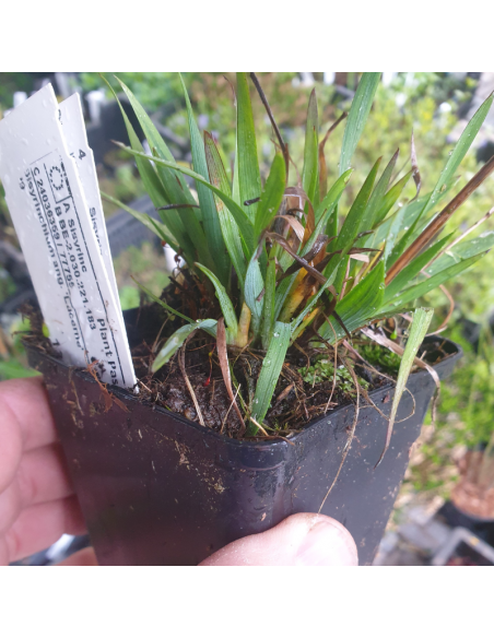 Bermudienne à feuilles étroites Lucerne - Sisyrinchium Hyb. Lucerne