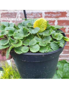 Fraisier abricot - Fragaria rubicola Mont Omei
