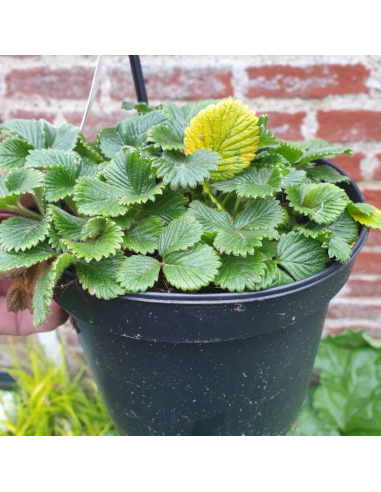 Fraisier abricot - Fragaria rubicola Mont Omei