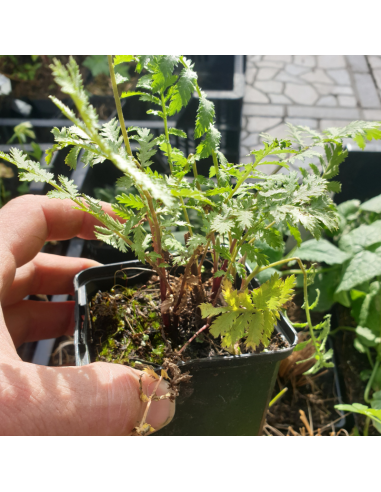 Tanaisie - Tanacetum vulgare