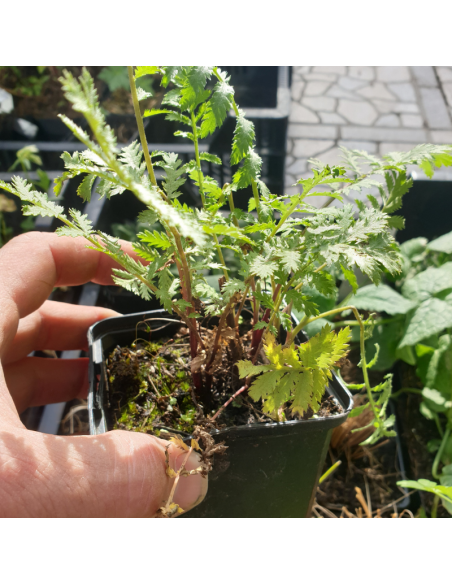 Tanaisie - Tanacetum vulgare