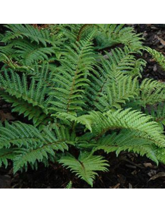 Aspidie du Japon - Polystichum Polyblepharum