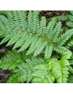 Aspidie du Japon - Polystichum Polyblepharum 2