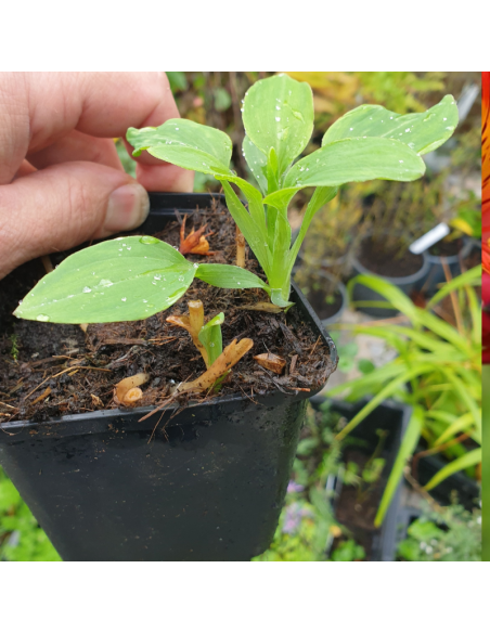 Lys des incas Flirt - Alstroemeria hybrida Flirt