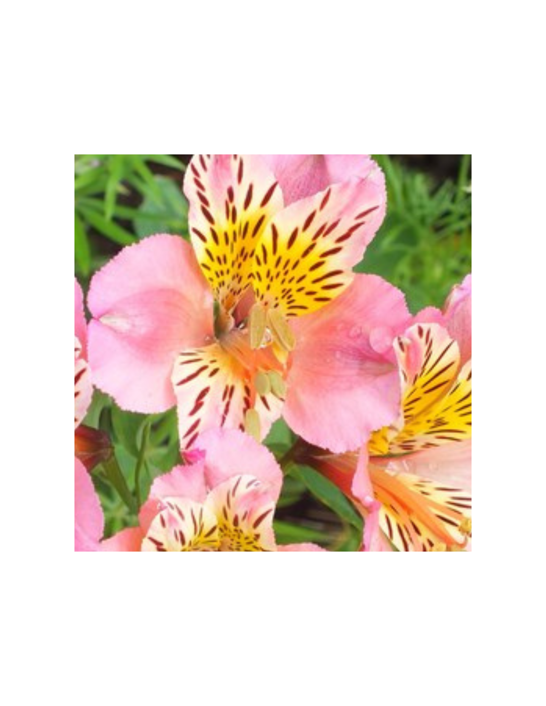 Graines D'Alstroemeria Lys Péruvien Inca Bandit - Pour Jardin Intérieur/extérieur, Germination élevée