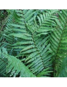 Fausse fougère mâle