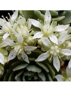Orpin artichaut - Sedum Pachyclados 2