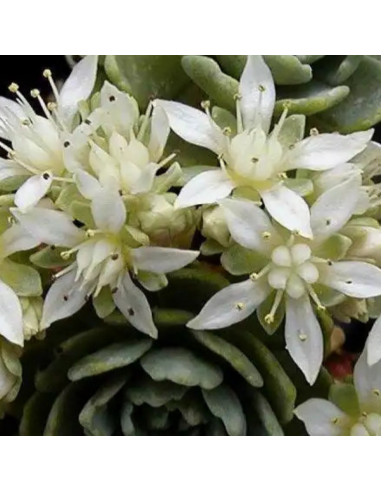 Orpin artichaut - Sedum Pachyclados