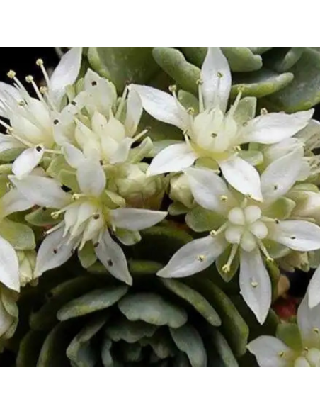 Orpin artichaut - Sedum Pachyclados