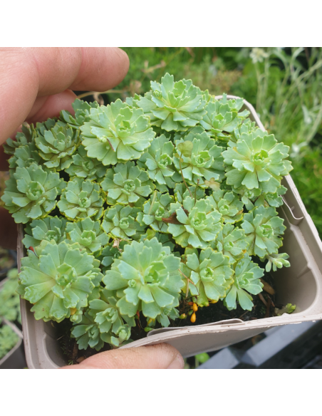 Orpin artichaut - Sedum Pachyclados