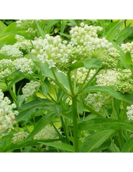 Asclépiade blanche Ice Ballet- Asclepias Incarnata Ice Ballet