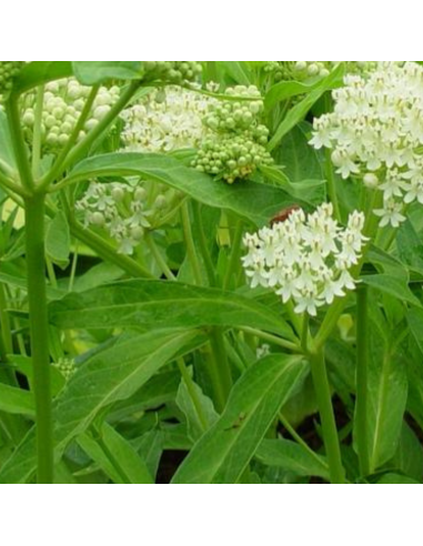 Asclépiade blanche Ice Ballet- Asclepias...