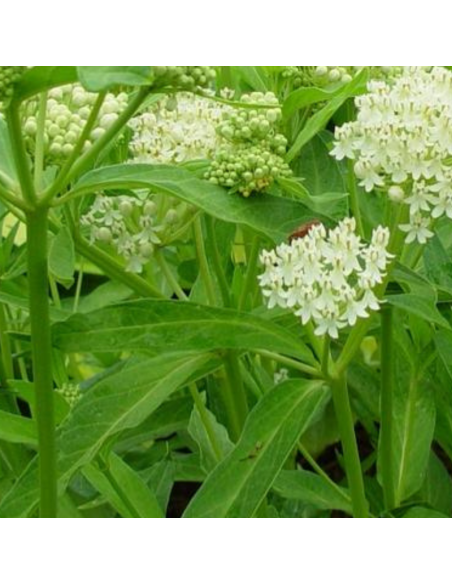 Asclépiade blanche Ice Ballet- Asclepias Incarnata Ice Ballet