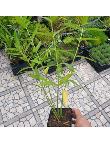 Asclépiade blanche Ice Ballet- Asclepias...