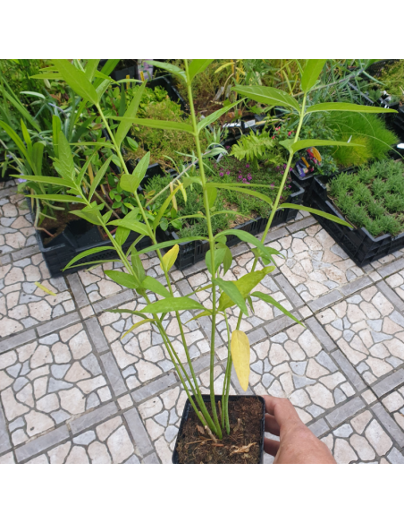 Asclépiade blanche Ice Ballet- Asclepias Incarnata Ice Ballet