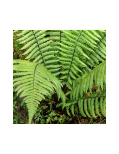 Fougère à écailles dorées