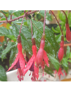 Fuchsia royal - Fuchsia regia reitzii