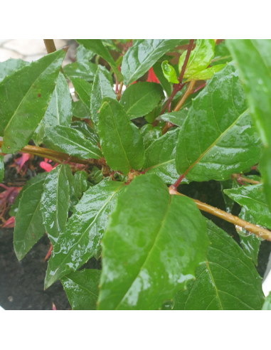 Fuchsia royal - Fuchsia regia reitzii