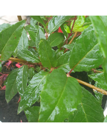 Fuchsia royal - Fuchsia regia reitzii