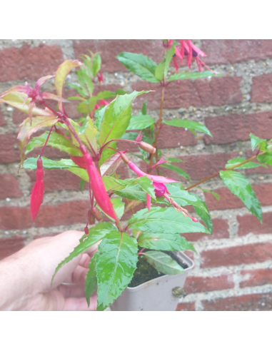 Fuchsia royal - Fuchsia regia reitzii