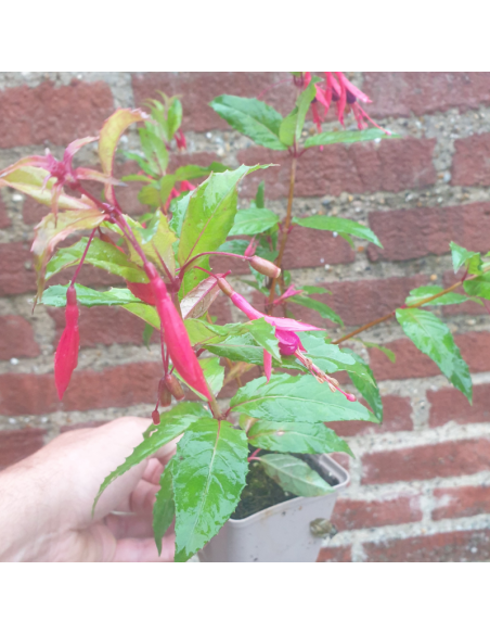 Fuchsia royal - Fuchsia regia reitzii