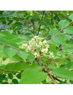 Arbre à miel - Tetradium Daniellii 2
