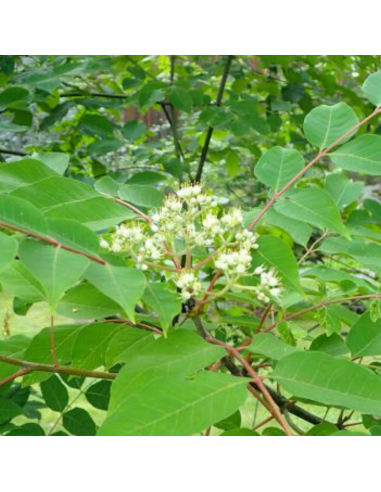 Arbre à miel - Tetradium Daniellii