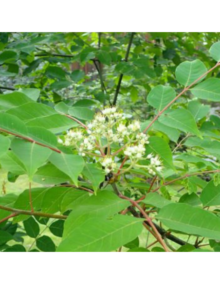 Arbre à miel - Tetradium Daniellii