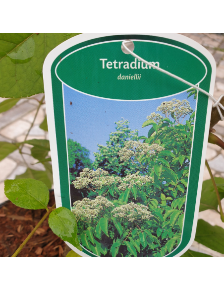 Arbre à miel - Tetradium Daniellii