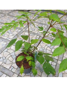 Arbre à miel - Tetradium Daniellii