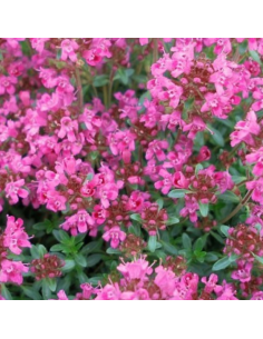 Thym tapissant Pink Chinz - Thymus Praecox 2